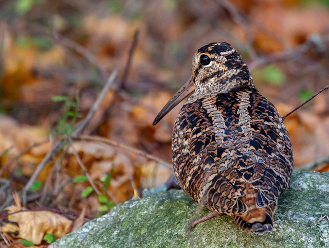 woodcock, Birds that start with W