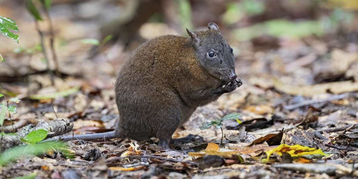 interesting animals in the daintree rainforest