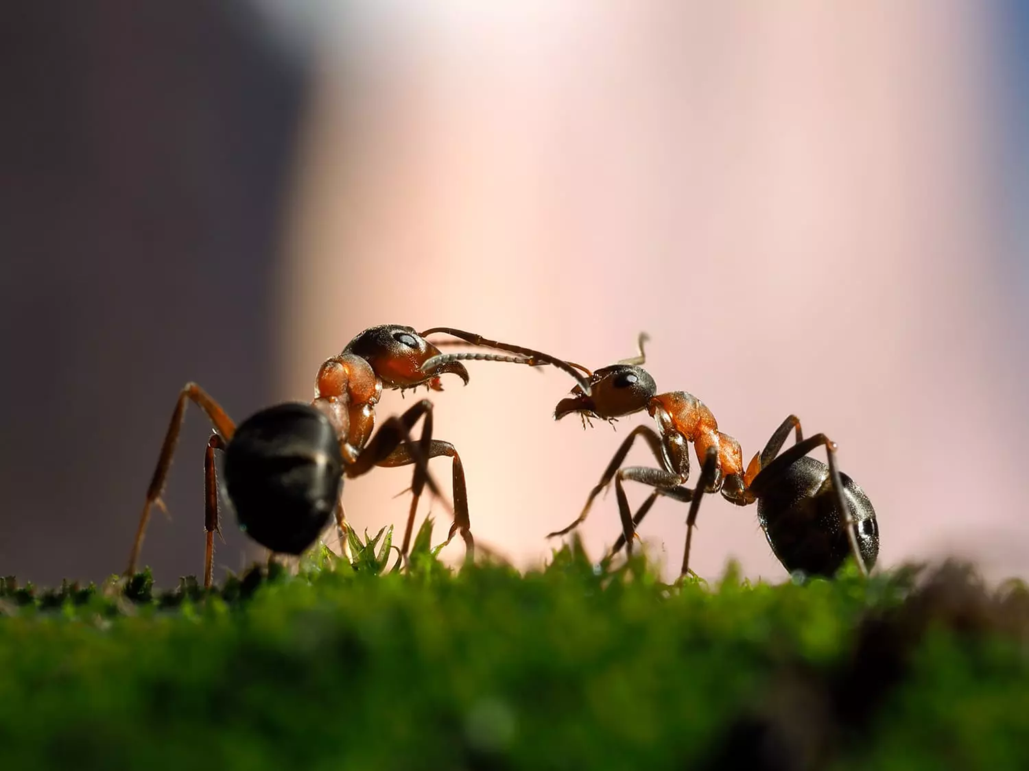 Unraveling The Enigma: Discover What Ants Smell Like