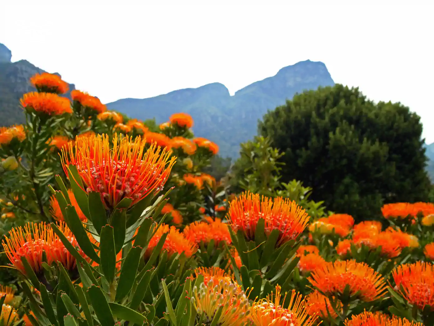 Field of blooming orange Protea flowers with lush green foliage - Fabulous Flowers and Gifts, Proteas Collection
