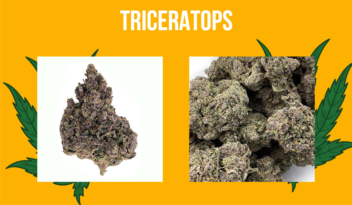 Triceratops Weed Strain