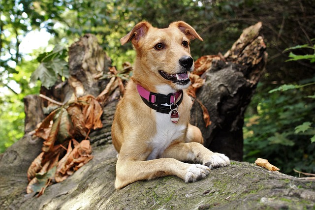 Dog Suddenly Limping Back Leg: Possible Reasons and Remedies 7 dog, fall, hybrid, dog's lameness, putting weight, front leg, dog's leg, dog limping, back legs, shoulder joint, sudden onset