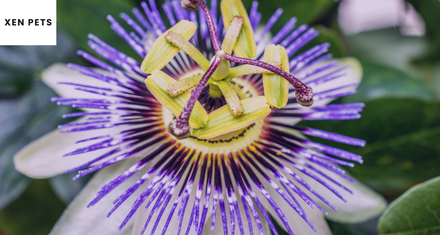 passion flower is used in dog calming treats