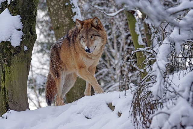 wolf, predator, mongolian