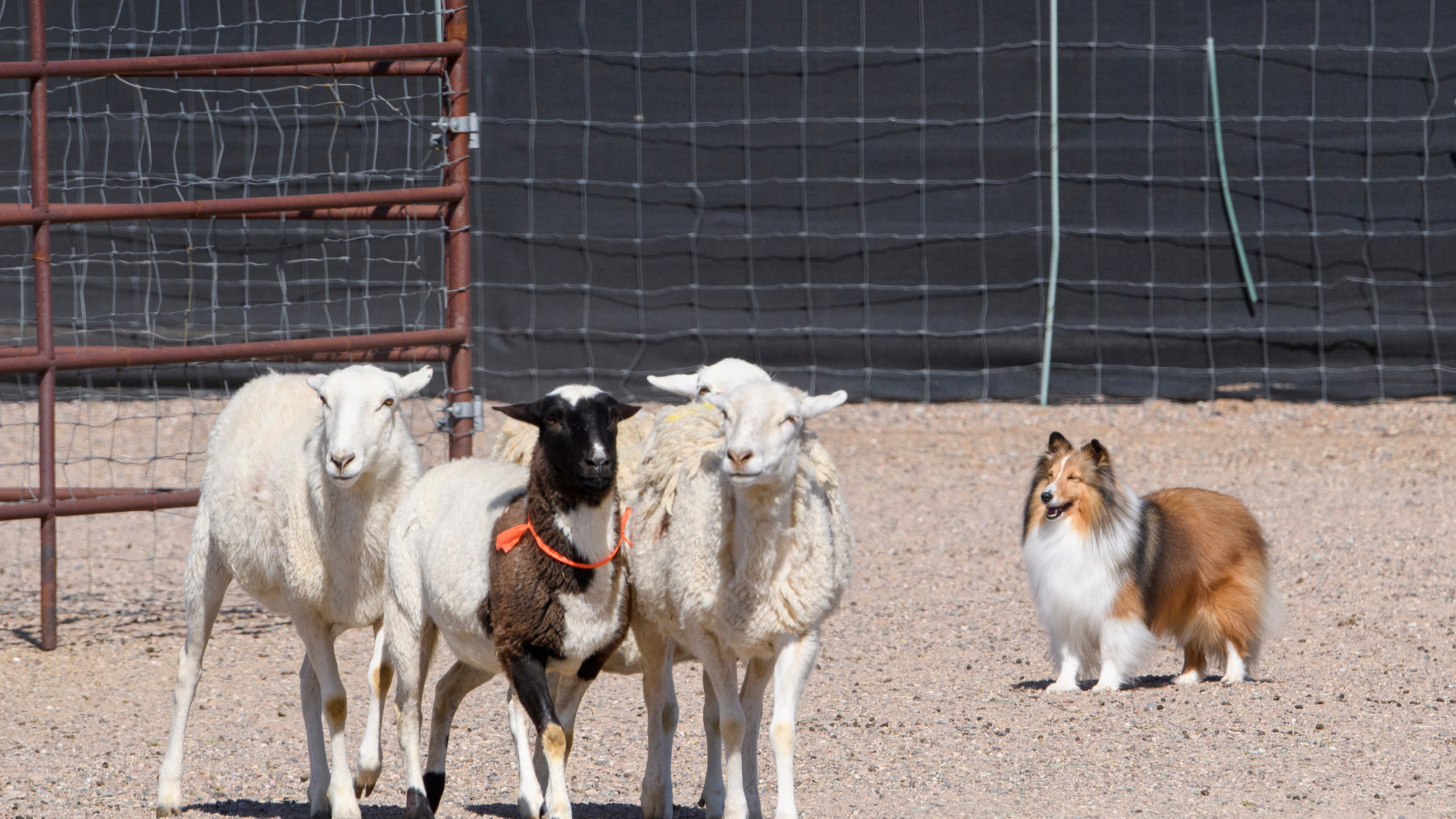 A Sheltie herding four sheep