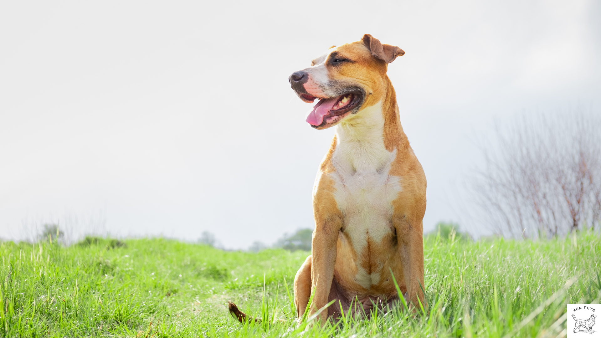 a happy and healthy dog