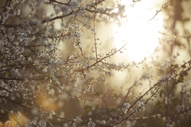 tree, blooming, blossom, sunset, pflanze, bloom, floral, floral, floral, nature, floral, floral, floral