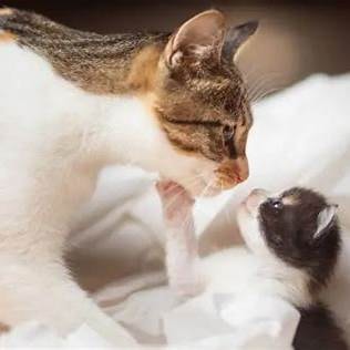 Moederpoes wast haar kitten op een wit laken