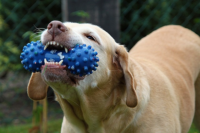 dog, nelly, toy