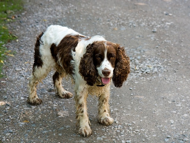 dog, spaniel, springer