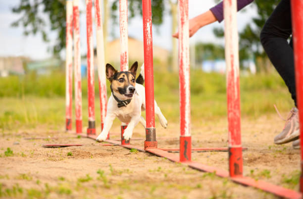 find the best dog training equipment australia for your dog