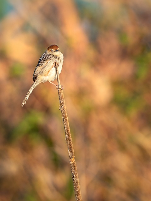 lesser swamp warbler, bird, warbler