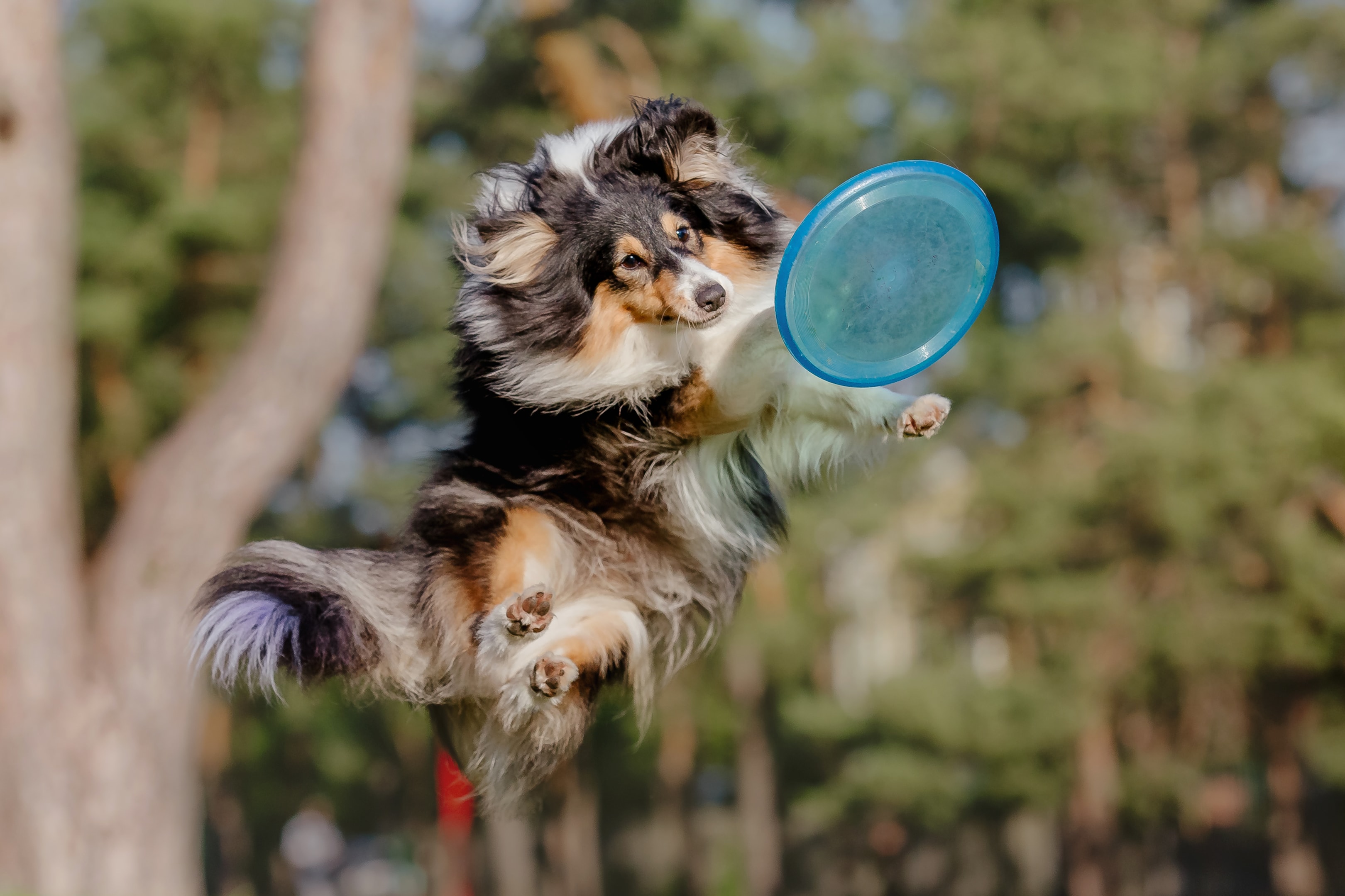 An athletic Sheltie leaping for a frisbee