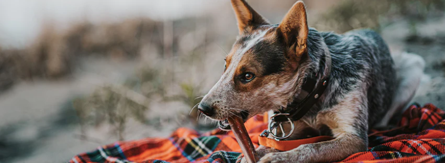 dog chews on a quality blanket of different colors representing how you can attract business with the benefit rather than the feature