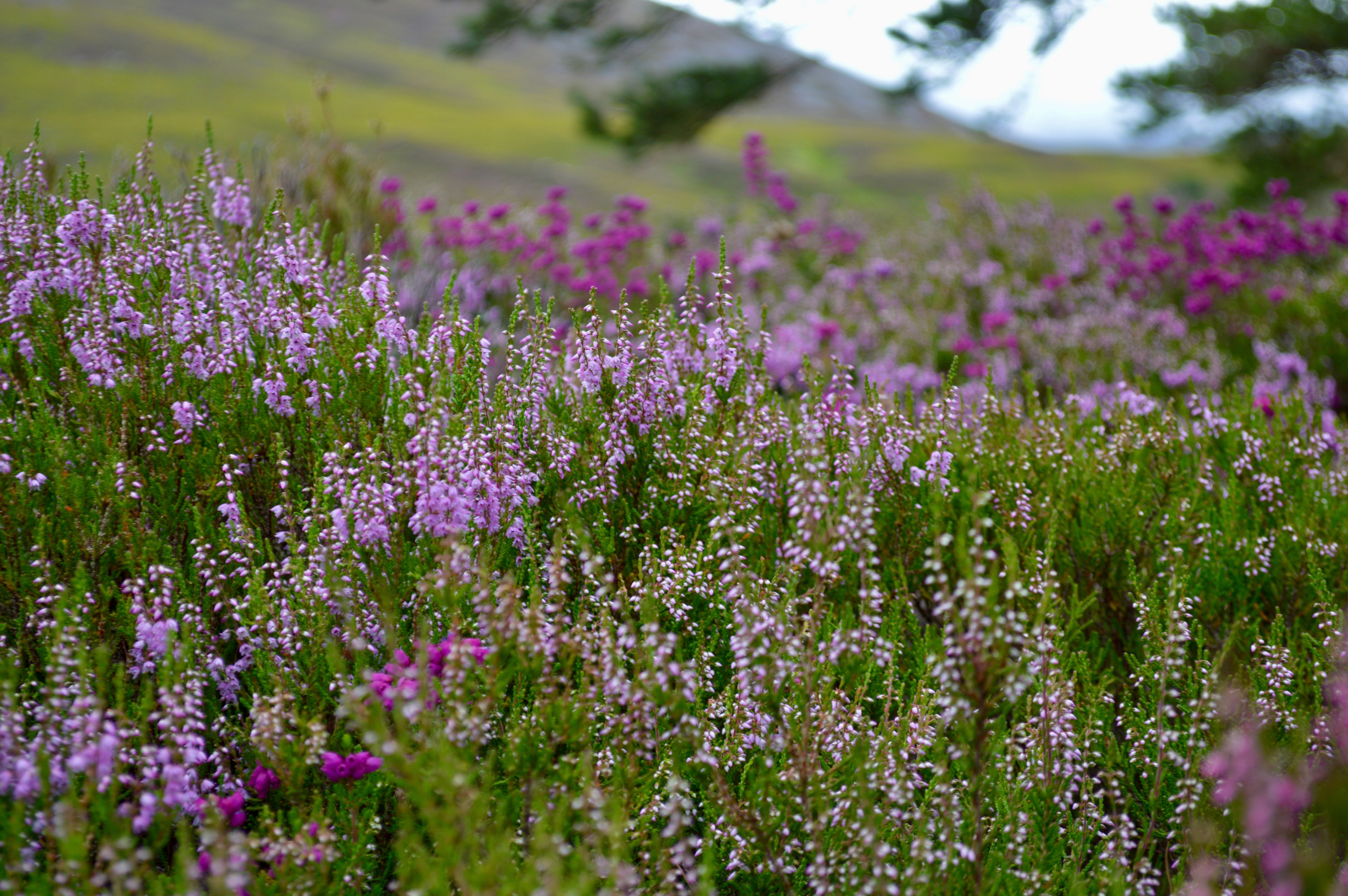 Purple flowers in the Cairngorms National Park