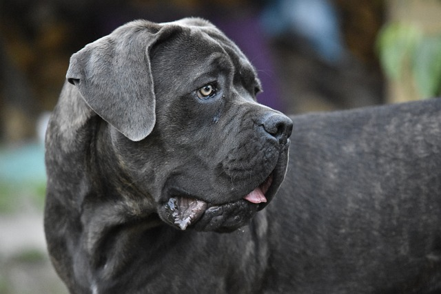 cane corso, dog, animals