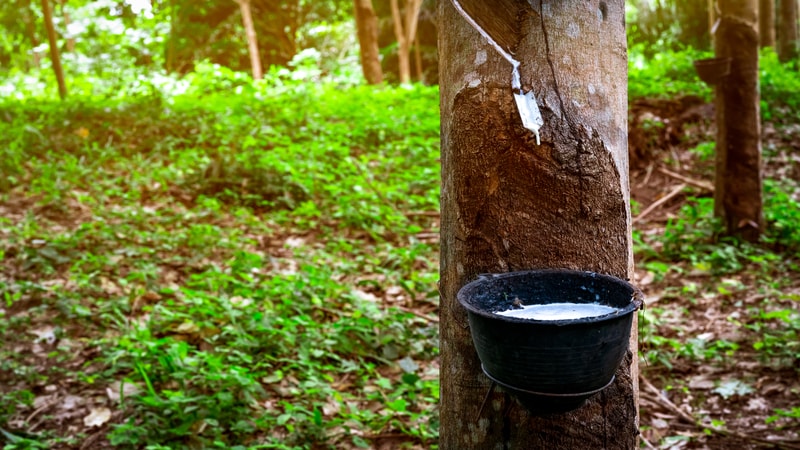 natural rubber