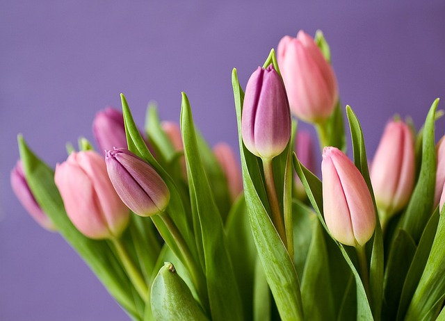 tulips, buds, flowers
