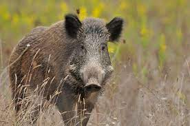 Wild Boar Pictures [HQ] | Download Free Images on Unsplash