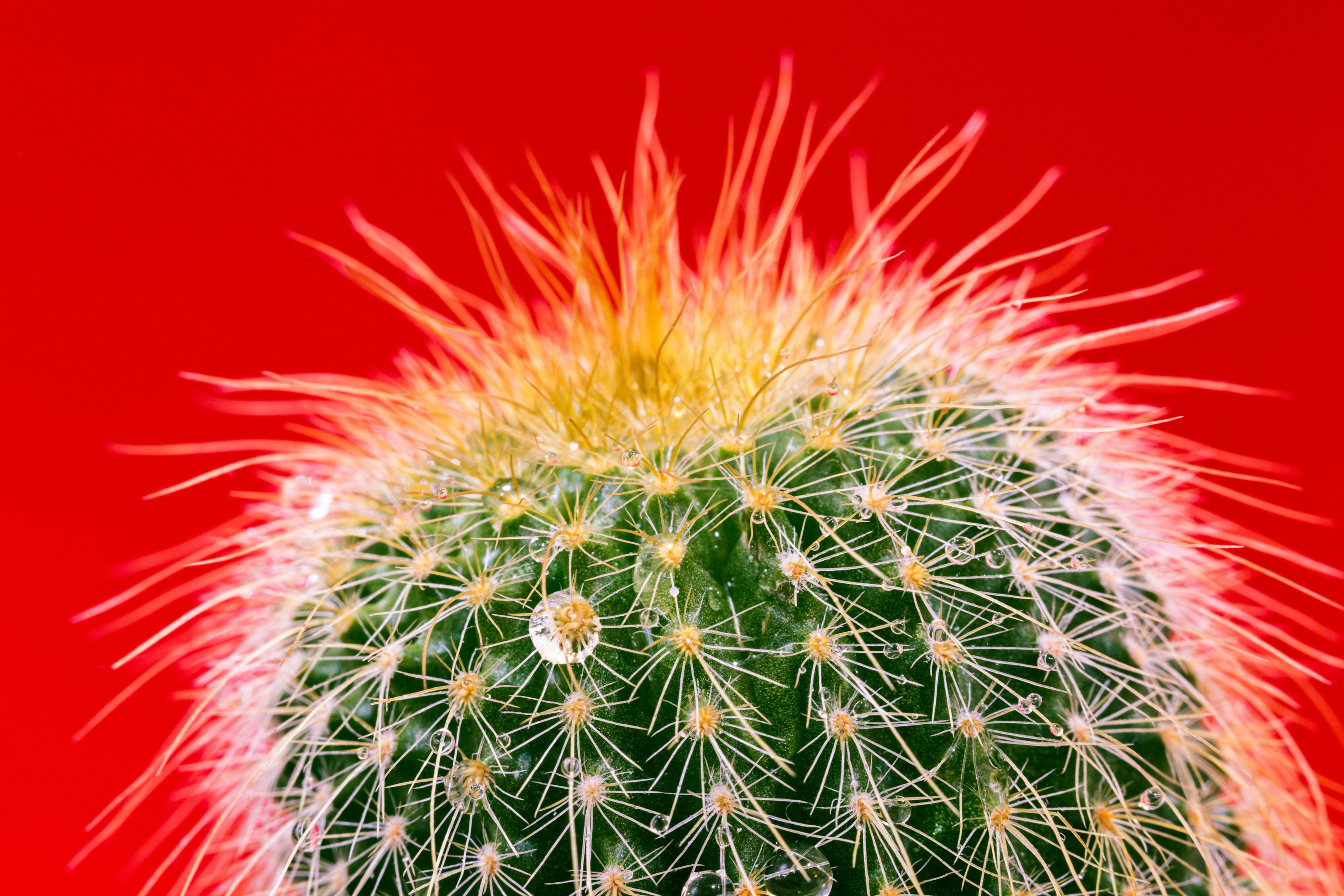 flower buds, hanging baskets, very popular cactus, 