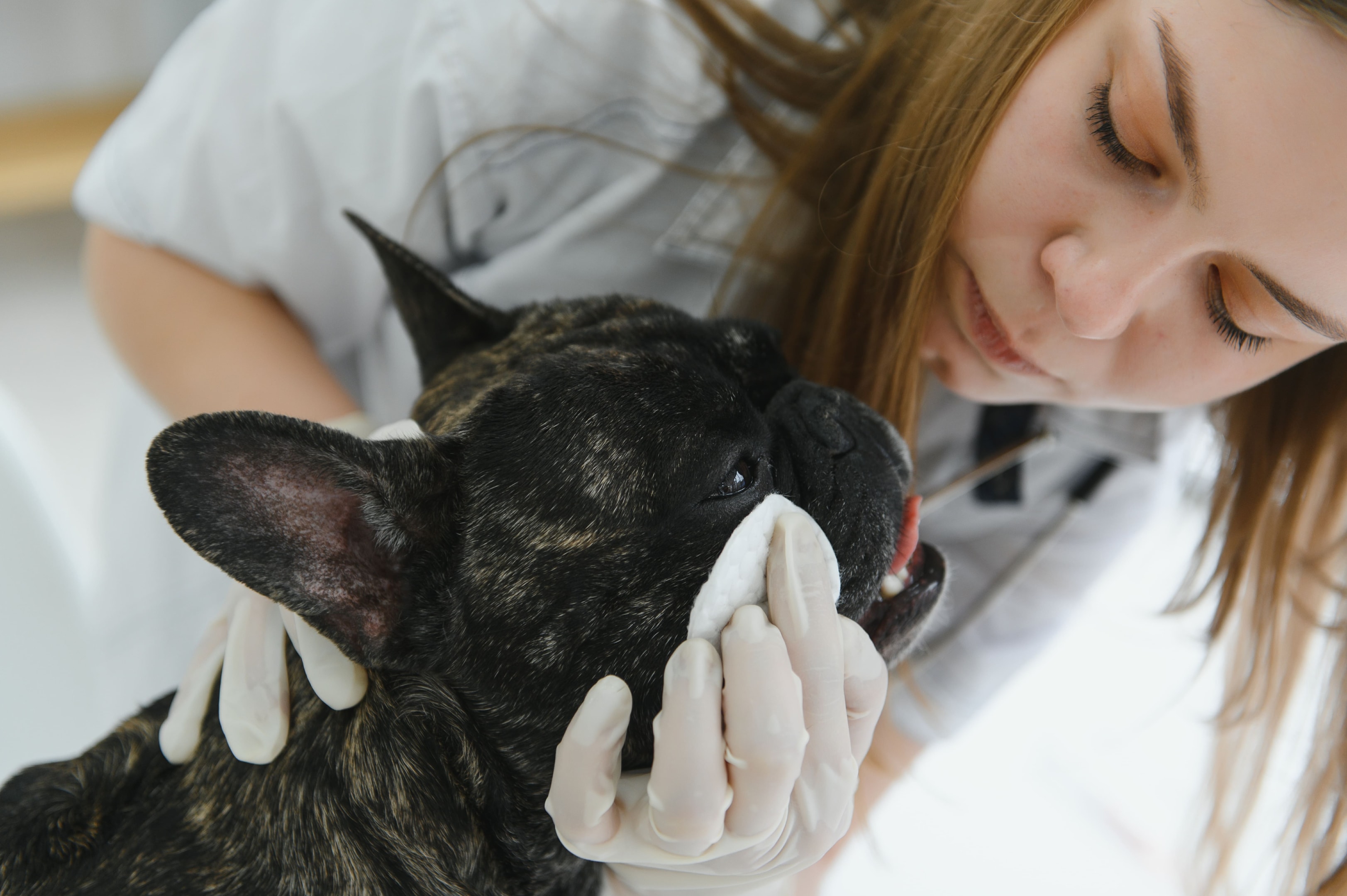 Boston terrier getting treatment from vet