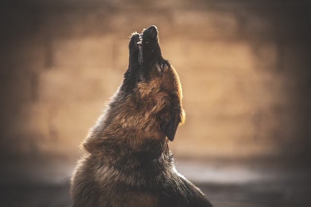 dog, german shepherd, howling