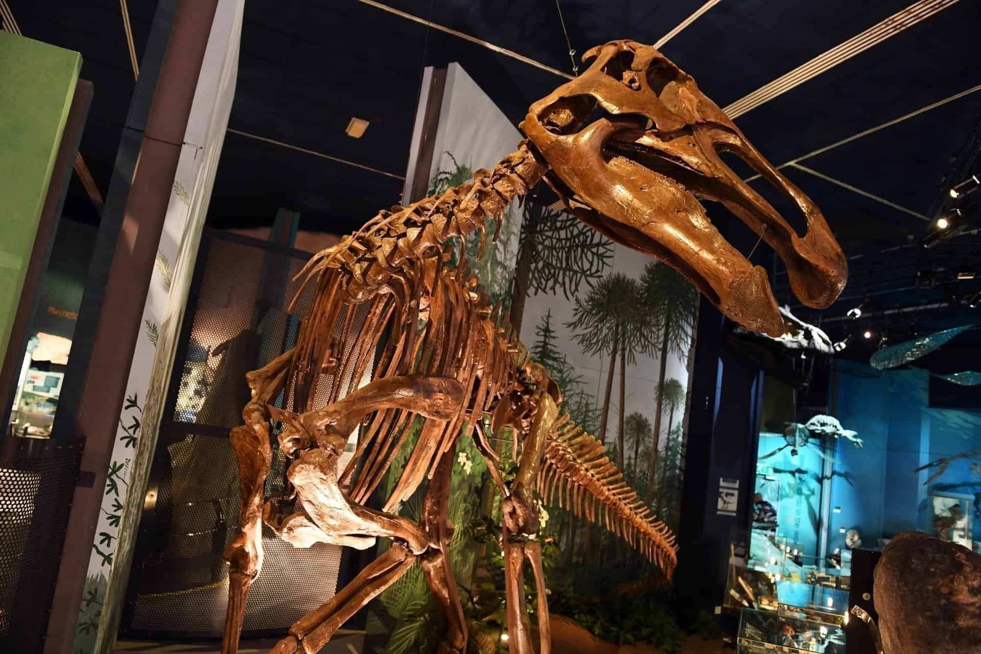 A skeleton of a dinosaur on display