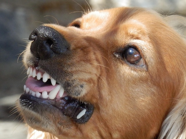 dog, angry dog, aggressive, snappy, biting, animal, nature, cocker spaniel, pet, brown dog, brown angry, brown pets, angry dog, angry dog, angry dog, angry dog, angry dog