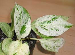 marble queen