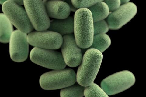 bakterien-im-darm