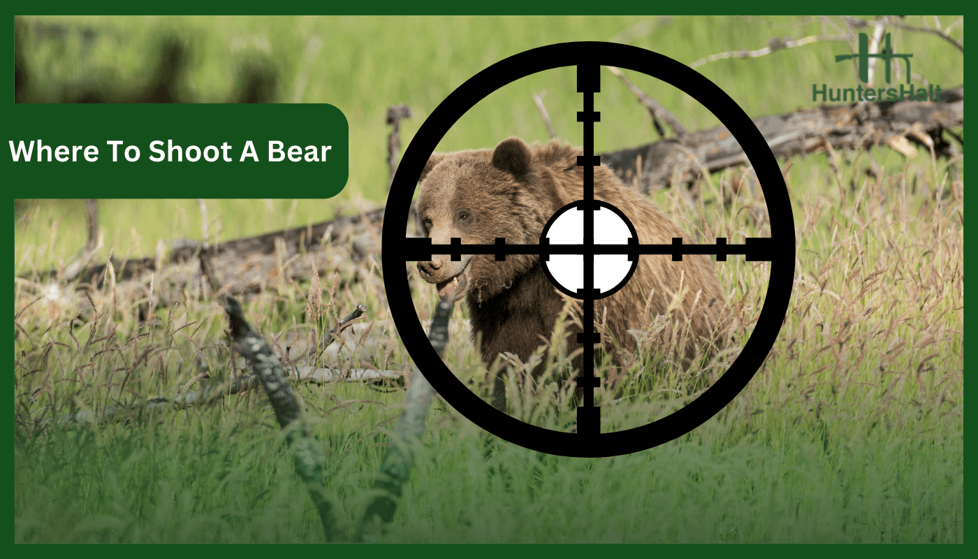 Where to shoot a bear