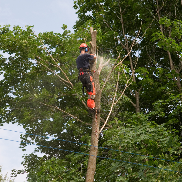 Image showing a commercial tree trimming project.