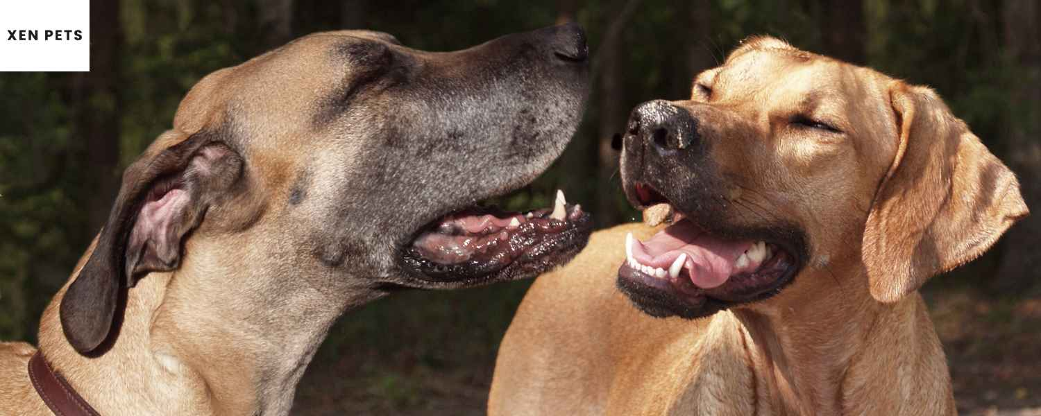 two dogs playing