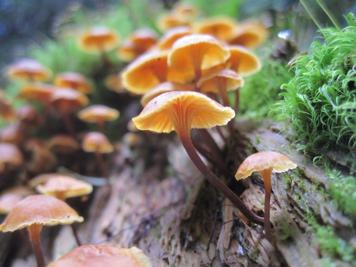 Growth of Magic mushrooms 