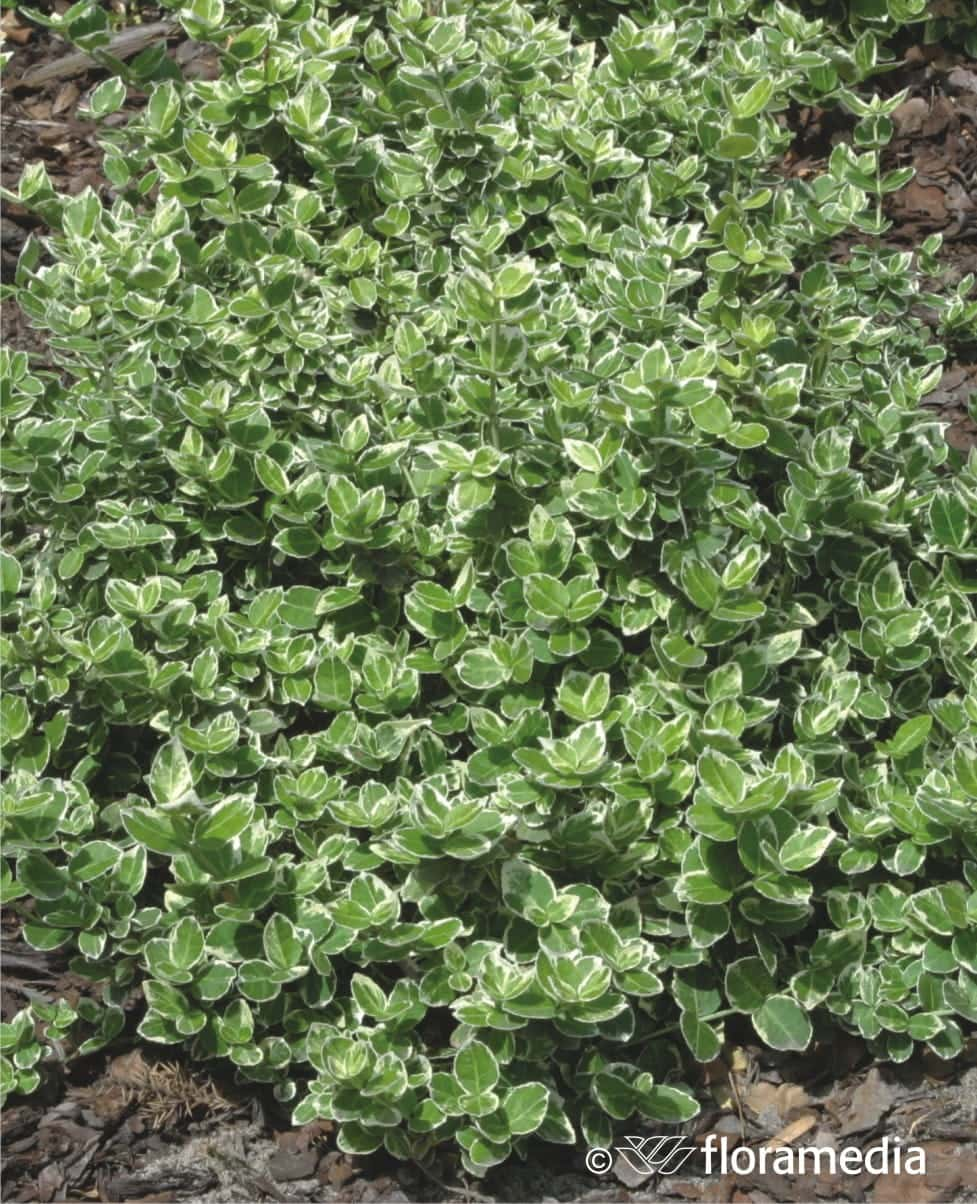 Trzmielina - półpnącze