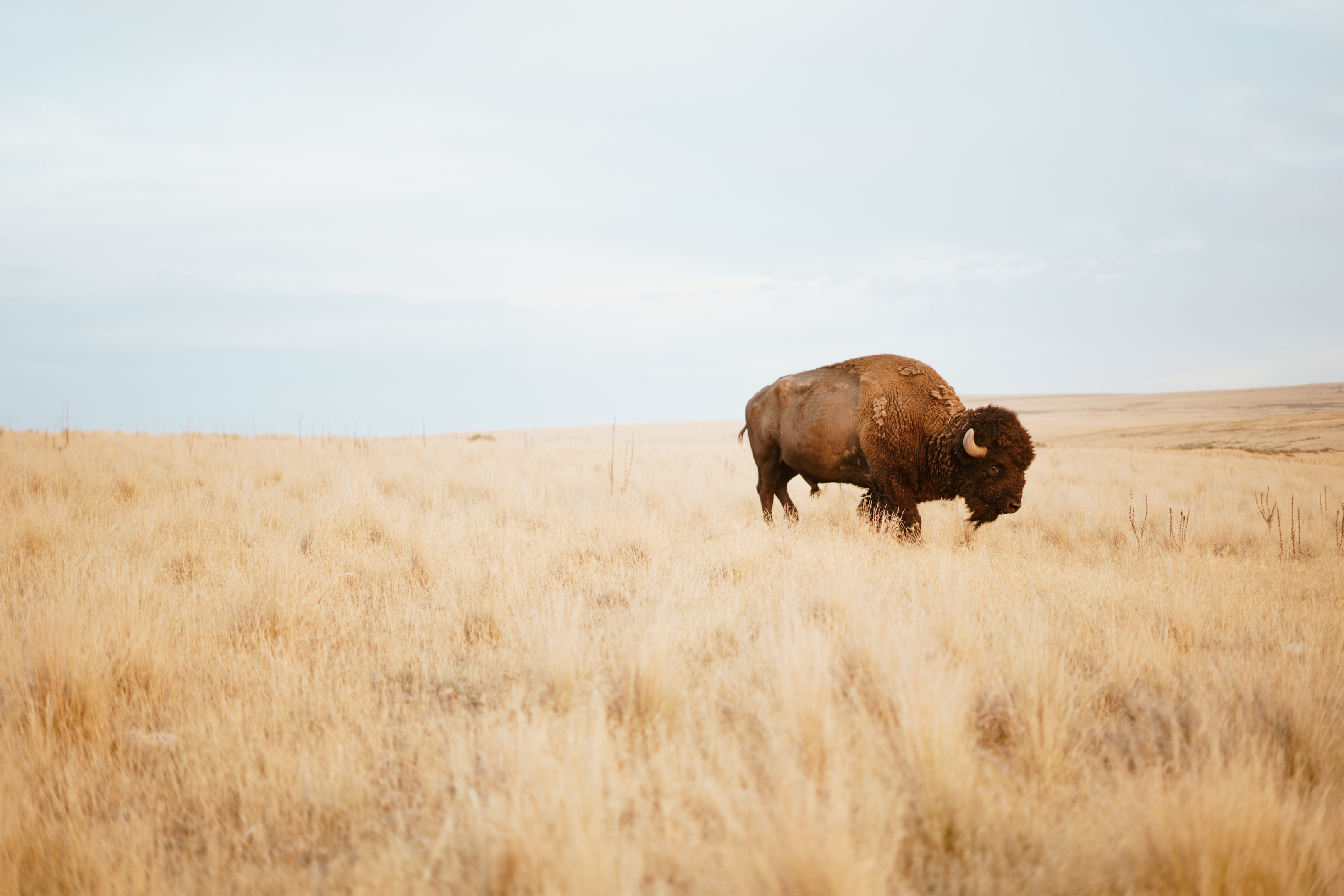 wood bison and plains bison