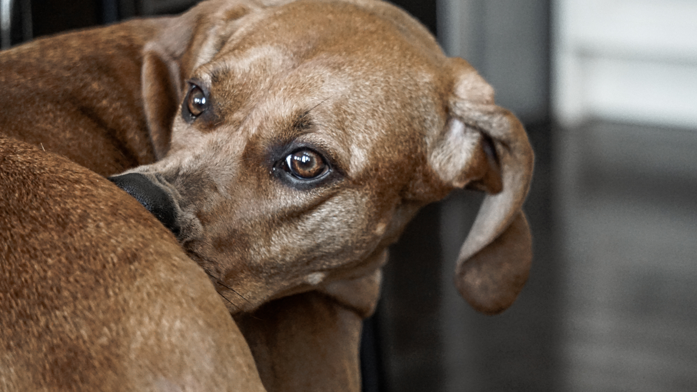 A Redbone coonhound biting at its fur