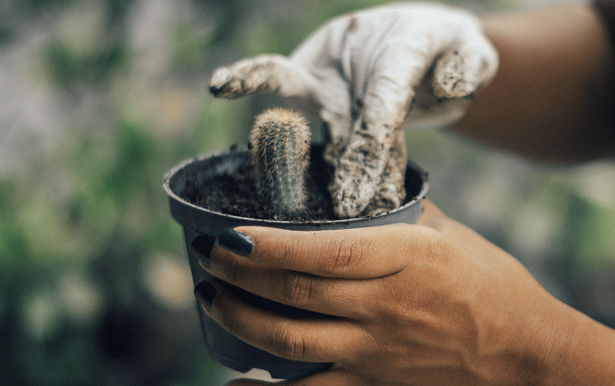 plants, gardeners