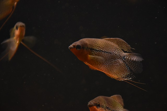 Pearl Gourami Fish