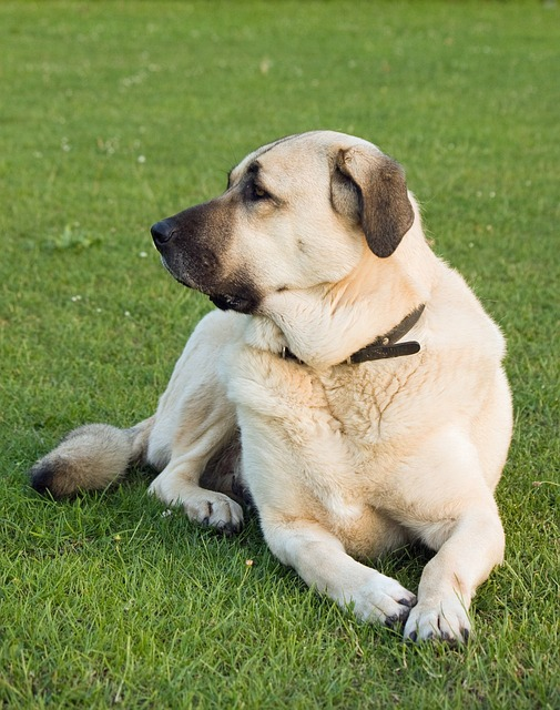 anatolian shepherd, anatolian shepherd dog, karabash