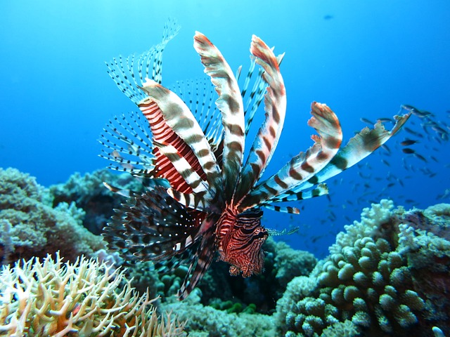 lionfish, scuba diving, underwater