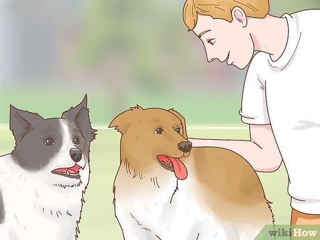 Caring your dog, care