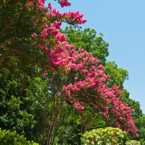 Picture of Crepe Myrtles, flowering trees, during the best time for trimming.