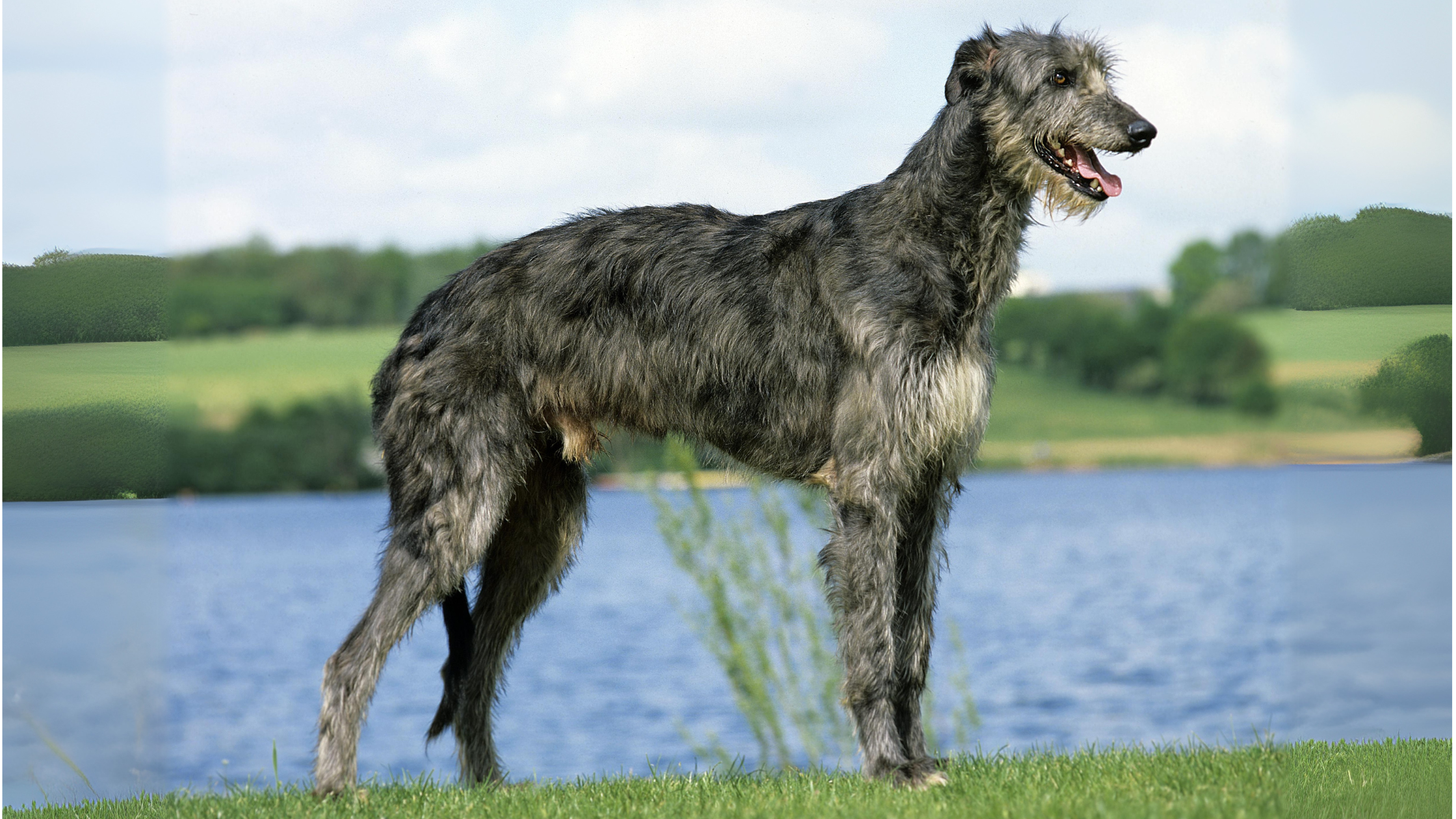 An adult Deerhound with a lake view background