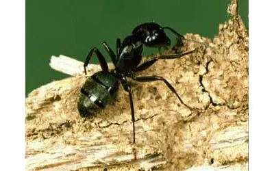 An image of a carpenter ant crawling along old wood.
