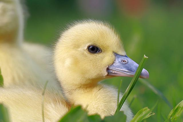Baby Duck names