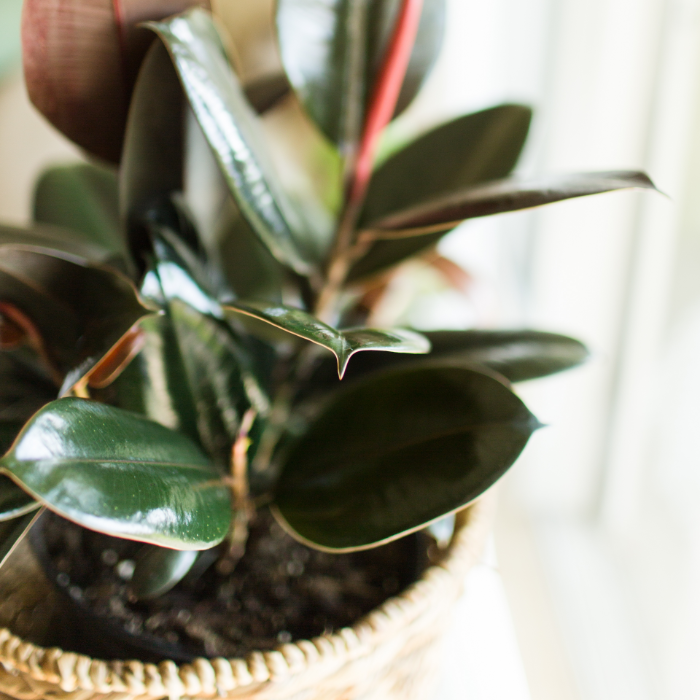 Rubber plant with large, glossy leaves