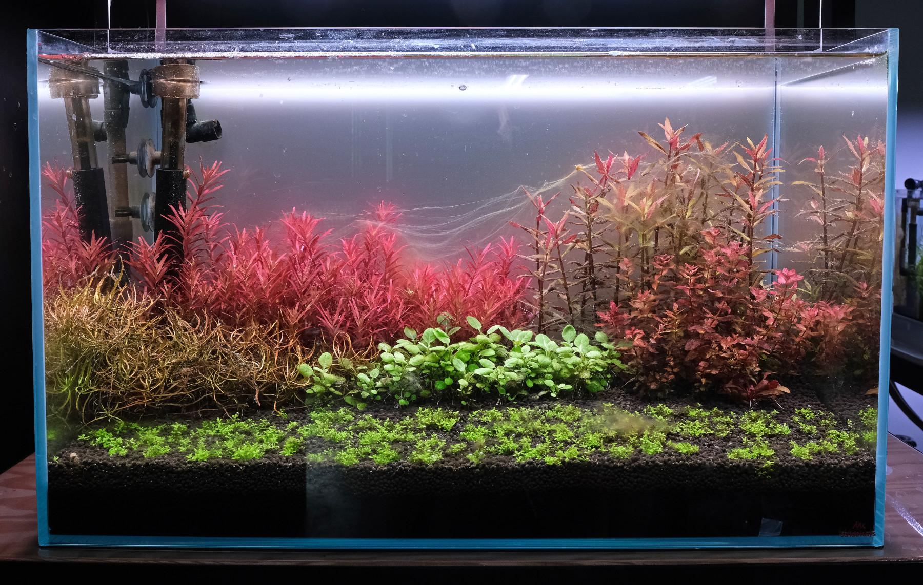 Diatom algae planted aquarium