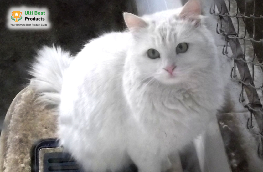 Turkish Angora Image Credit: Ankarakediler - Own work, CC BY 3.0, in a post about 26 of The Best White Cat Breeds