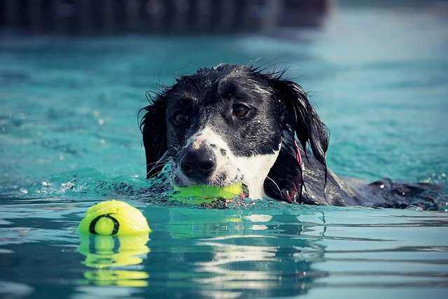 dog, swim, water, swimmer's tail